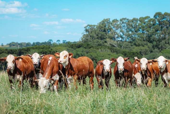 Setor de Registro Genealógico da ABHB Conclui 2024 com Avanços Significativos