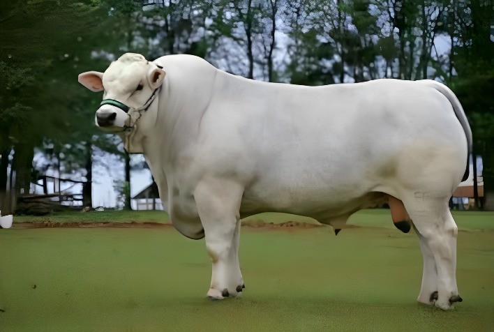 Criadores de Marchigiana Já Podem Registrar Seus Animais na ANC