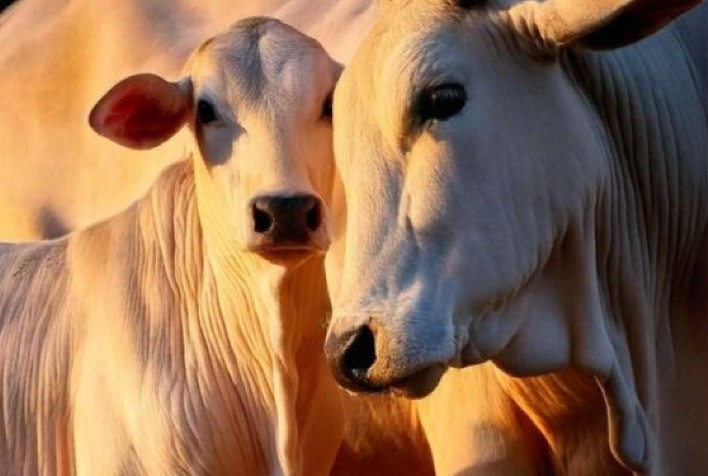 MBPS Lança Guia para Aperfeiçoamento do Bem-Estar Bovino na Pecuária Brasileira