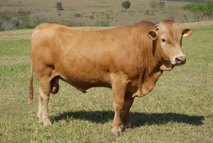 Raça Purunã será destaque na 37ª edição do Show Rural em Cascavel