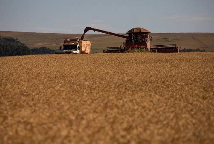 Produção Local e Desafios Econômicos Reduzem Demanda Global por Trigo