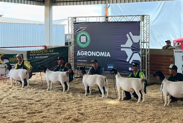Ovinocultura se consolida como destaque no Show Rural Coopavel 2025