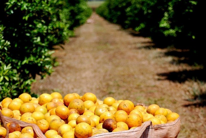 Reestimação da Safra de Laranja 2024/25 Prevê Produção de 228,52 Milhões de Caixas no Cinturão Citrícola de SP e MG