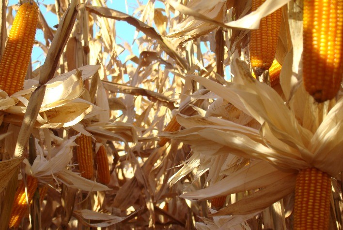 Milho Registra Valorização em Chicago Acompanhando Tendência da Soja
