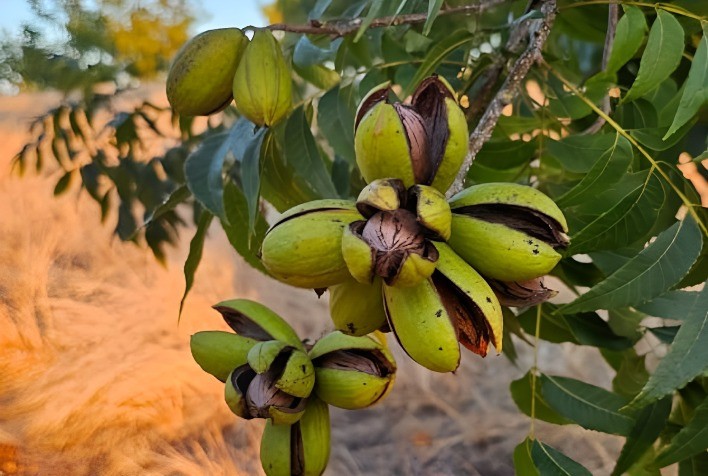 Cuidados com Solo e Umidade Elevam Produção de Pecans em 90%