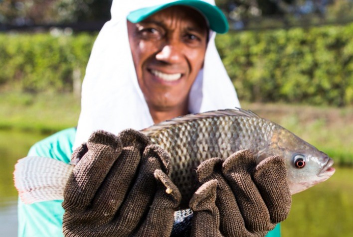 Setor discute impactos da importação de tilápia e sugere medidas de controle