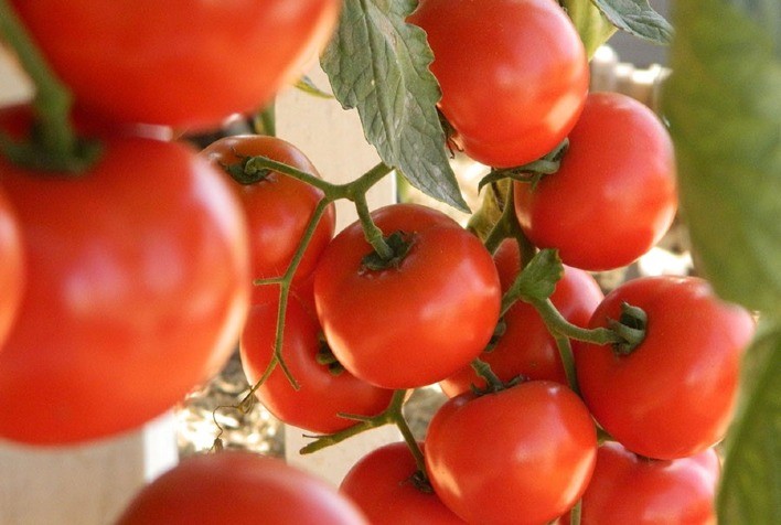 Produção de Tomate em Caxias do Sul Mantém Qualidade, Mas Preços Seguem Estáveis