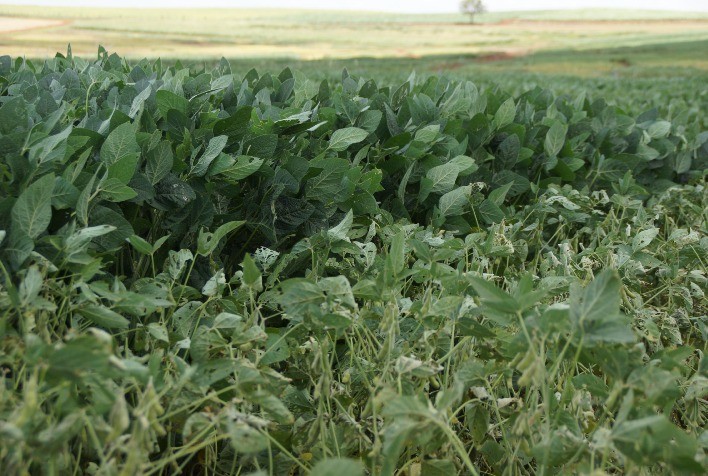 Zarc Avança no Paraná e Apoia Produtores de Soja na Adaptação às Mudanças Climáticas