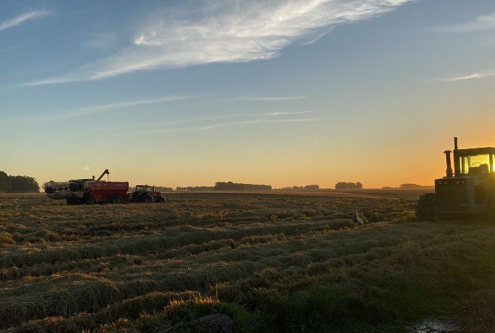 Colheita de Arroz no Brasil: Perspectivas para o Mercado de 2024/25