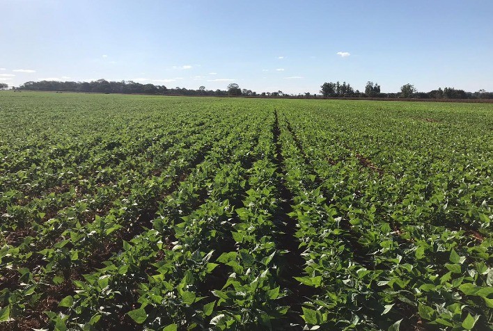Produção de Feijão no Rio Grande do Sul Cresce, Mas Área Plantada Enfrenta Redução Significativa