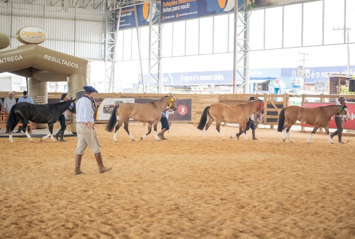 Mancha Crioula 2025 Adota Novo Formato com Remate Virtual e Parceria com NCCC 6ª Região