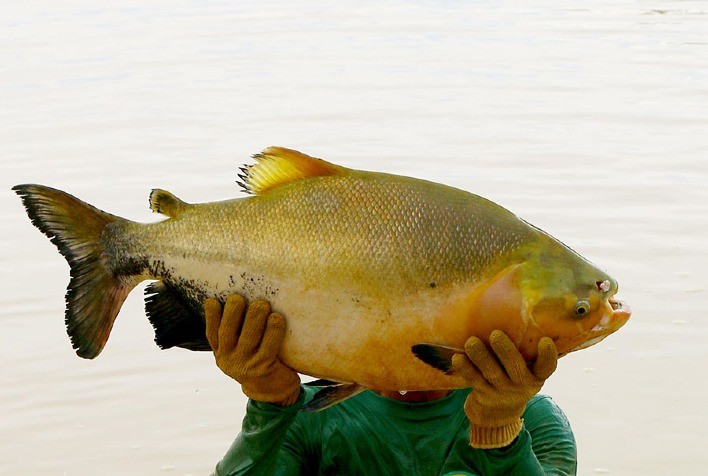 Avanço na Produção de Tambaqui: Pesquisa Aumenta em Mais de Duas Vezes o Ganho de Peso no Tanque-Reide
