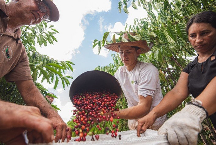 Cafés Robustas Amazônicos: Produtores Familiares Quadruplicam a Produtividade na Região Norte