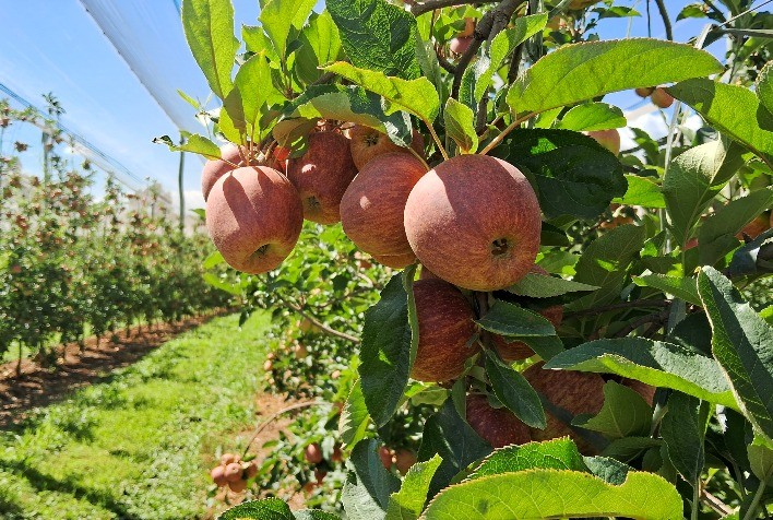 RASIP Espera Colher 55 Mil Toneladas de Maçãs na Safra 2025