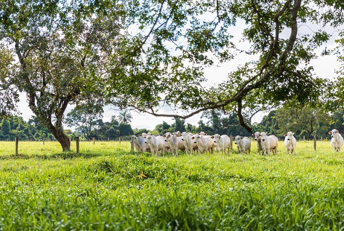 Premix contribui com a redução de 1,39 milhão de toneladas de CO2 na pecuária com aditivo natural