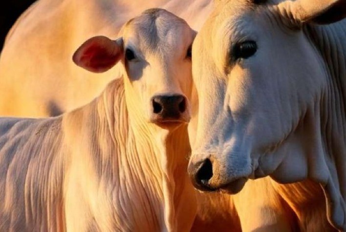 Ceva Saúde Animal Lança Guia Prático sobre Bem-Estar dos Bovinos