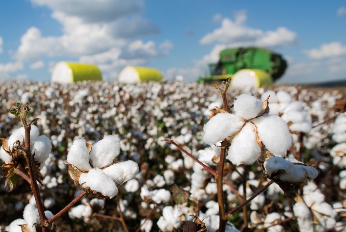 Expansão do algodão: área plantada no Brasil ultrapassa 2 milhões de hectares e cresce 22% em relação à safra anterior