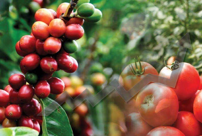 Preços ao Produtor Paulista: Café Arábica e Tomate Registram Valorização; Limão, Batata-Doce e Banana Nanica Apresentam Queda