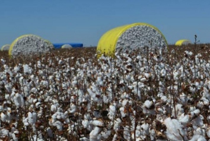 Mercado de Algodão: Negócios Lentos no Brasil, Mas Exportações Superam Expectativas