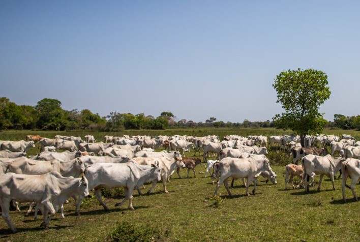 Pecuária paulista aguarda regulamentação do fundo indenizatório contra a febre aftosa