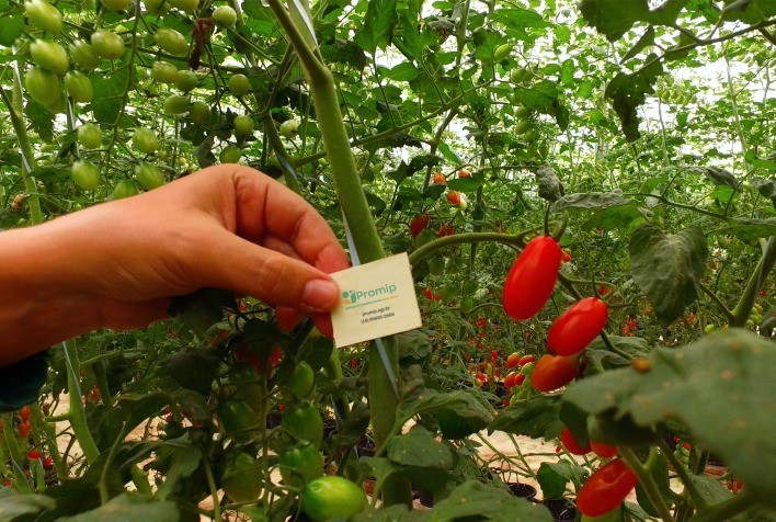 Expectativa de Crescimento no Uso de Biológicos na Produção de FLVs nos Próximos Anos