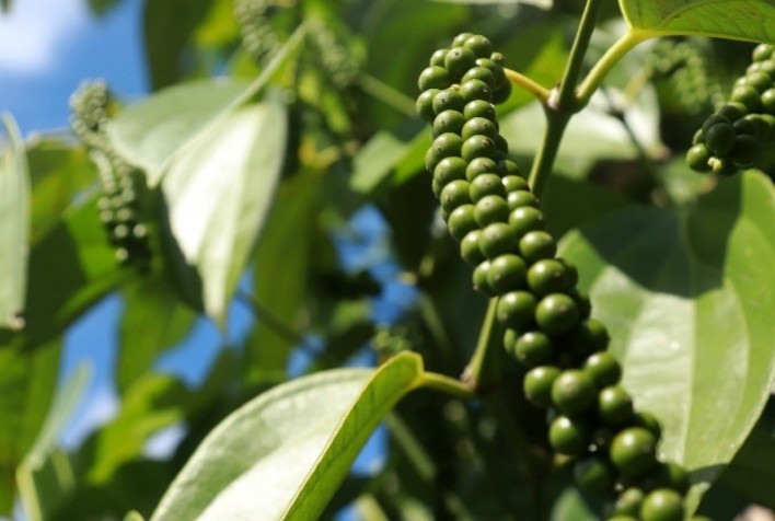 Espírito Santo Avança na Produção Sustentável de Pimenta-do-Reino