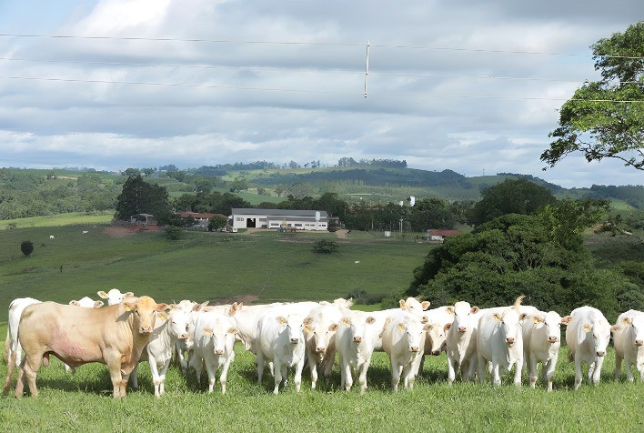 Crescimento de Registros de Rebanhos pela ANC Supera 40% em 2024