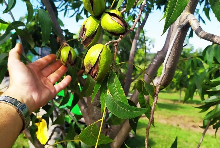 Safra de noz-pecã pode ter quebra de 40% neste ano, estima IBPecan