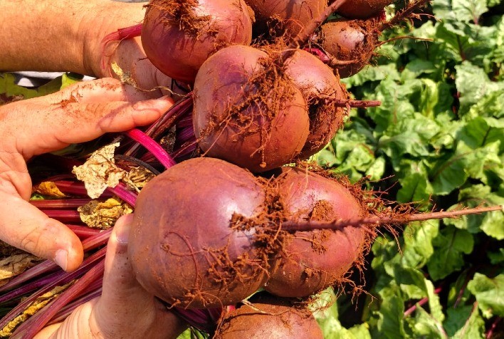 Beterraba híbrida Triton se destaca no mercado pela alta durabilidade e coloração intensaVariedade oferece maior competitividade aos produtores ao permitir armazenamento prolongado e manter qualidade superior