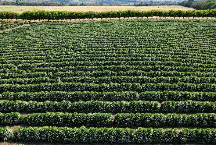 Produtor baiano de café especial aposta em remineralizador para aumento de produtividade