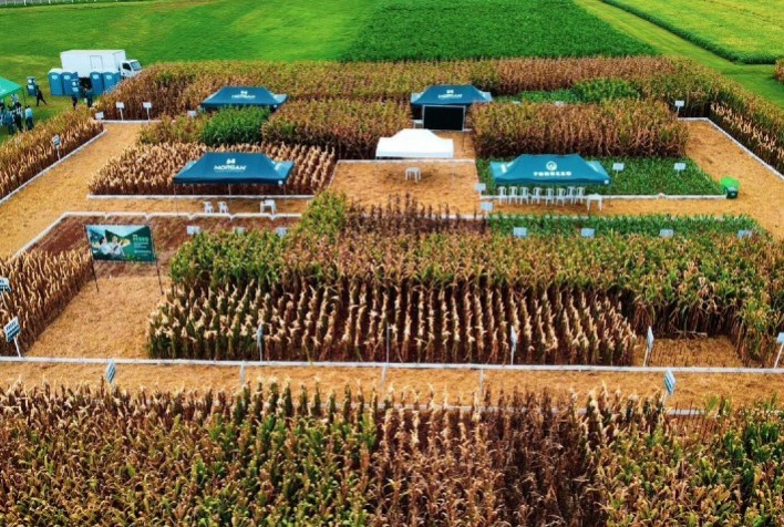Campo & Conhecimento: Capacitação e técnicas para o cultivo de milho e sorgo chegam aos produtores rurais
