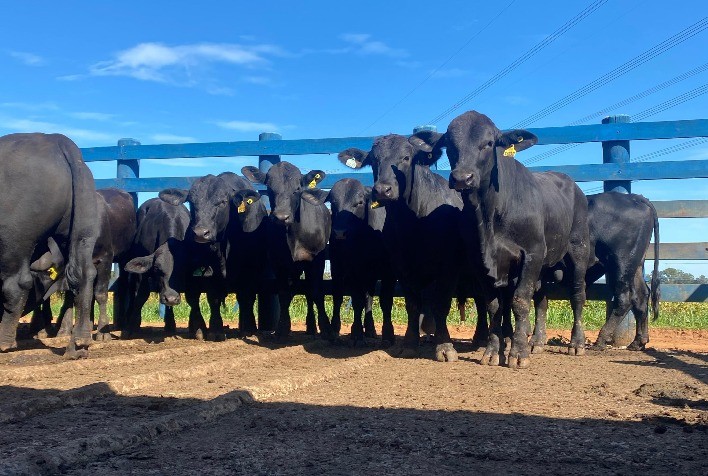 Prova de Eficiência Alimentar da Central Bela Vista Contará com 20 Machos Brangus