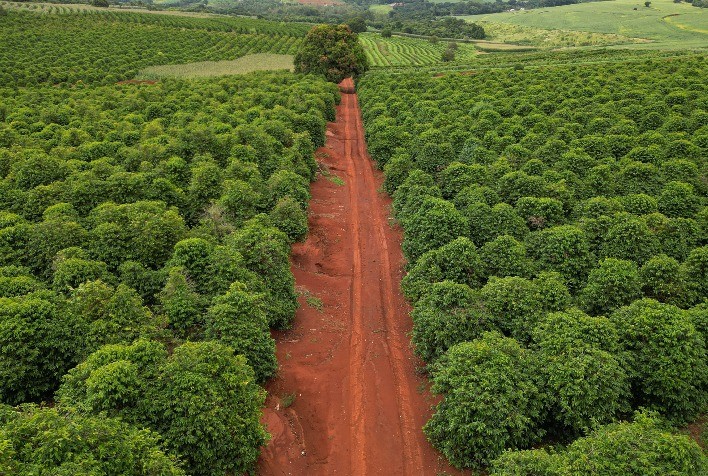 Café da Serra de Apucarana Solicita Registro de Indicação Geográfica