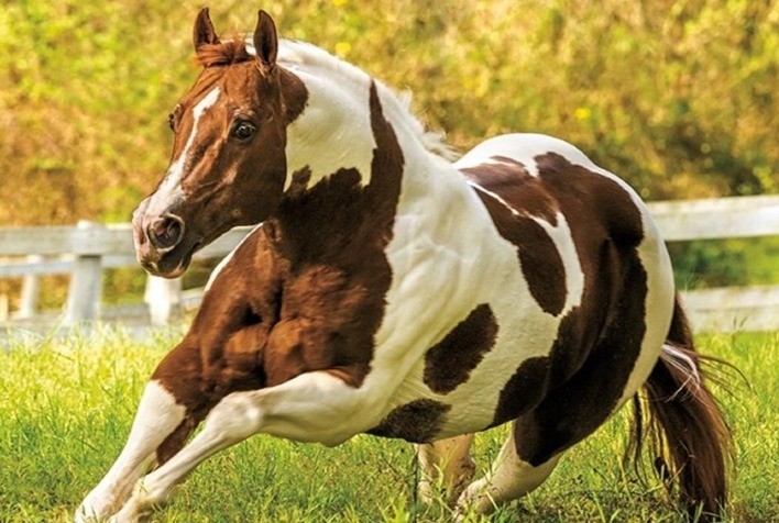 Premix e WP Ranch firmam parceria estratégica para potencializar o desempenho e bem-estar de equinos