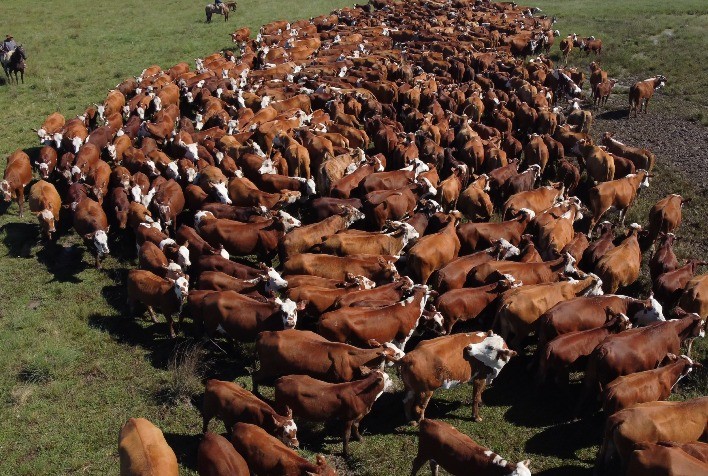 Conexão Delta G Registra Comercialização de Mais de 1.700 Animais em 2024