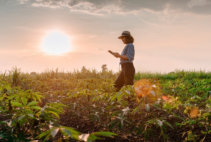 Estratégias para Aumentar a Produtividade Agrícola em Áreas Menores
