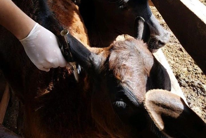 Goiás alcança 99% de cobertura na vacinação contra a raiva em bovinos e bubalinos