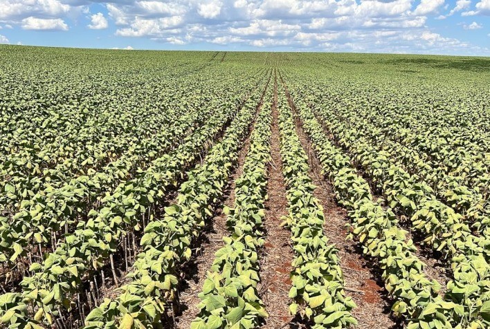 Produtores com lavouras irrigadas podem acionar seguro agrícola diante da estiagem