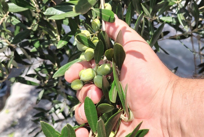 Uso indiscriminado de defensivos agrícolas ameaça olivicultura e fruticultura no Sul do Brasil