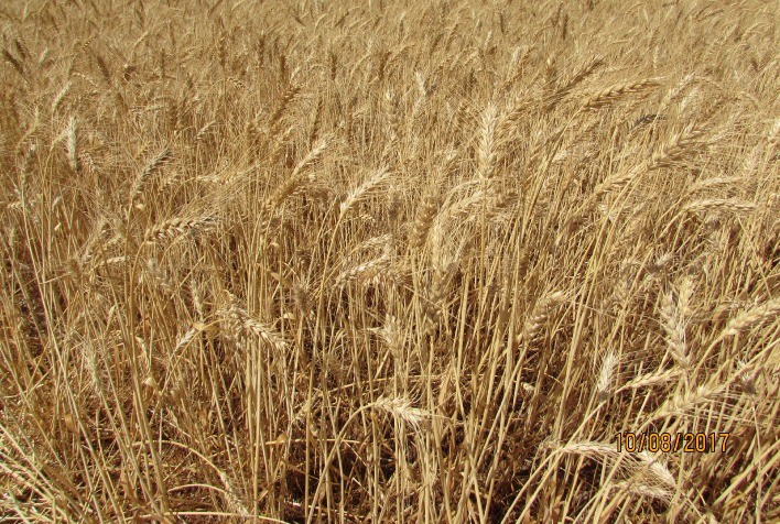 Mercado de Trigo: Expectativa de Alta nos Preços até Setembro