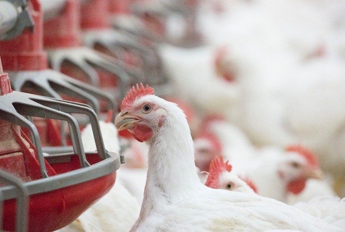 Mercado de Frango: Preço do Milho Desafia Nutrição Animal, Mas Cresce a Demanda no Atacado