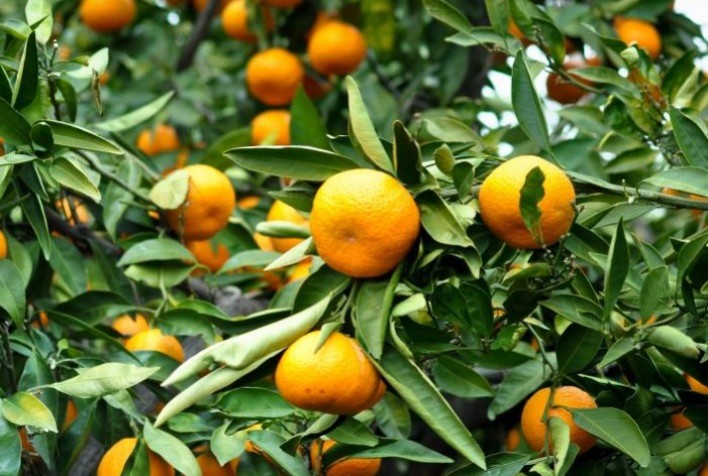 Emater-MG Mobiliza Ação Contra o Greening para Proteger Novas Regiões Produtoras