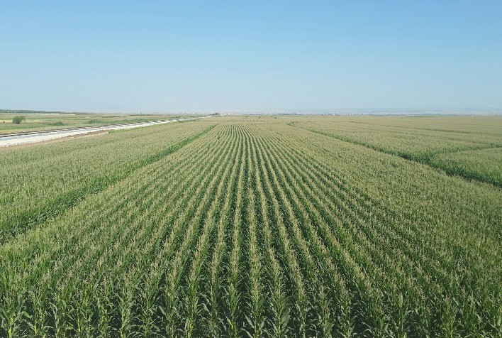 Inscrições abertas para o Concurso de Produtividade no Milho Inverno 2025 do Getap