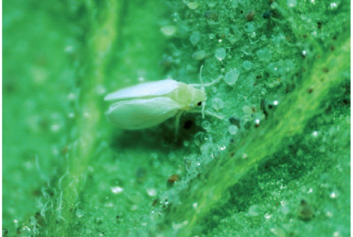 Surto de viroses ameaça lavouras de tomate, e Embrapa aponta soluções para produtores