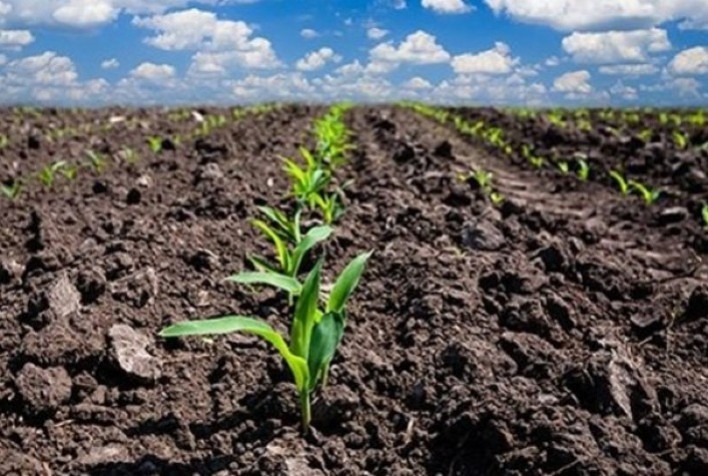 Plantio da Safrinha de Milho Avança para 35,7% no Brasil com Trégua nas Chuvas