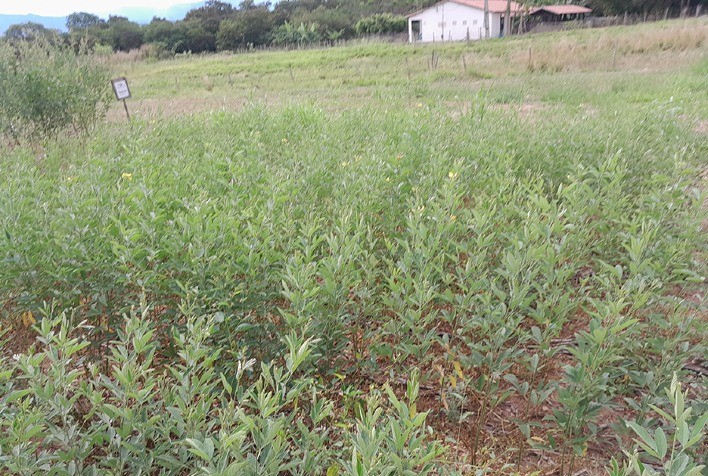 Feijão Guandu Adaptado ao Semiárido Pode Reduzir Custos de Alimentação de Rebanhos