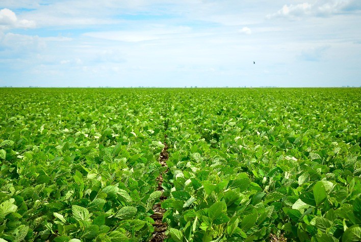 Biotecnologia Eleva a Produtividade da Soja para 100 Sacas por Hectare no Oeste da Bahia