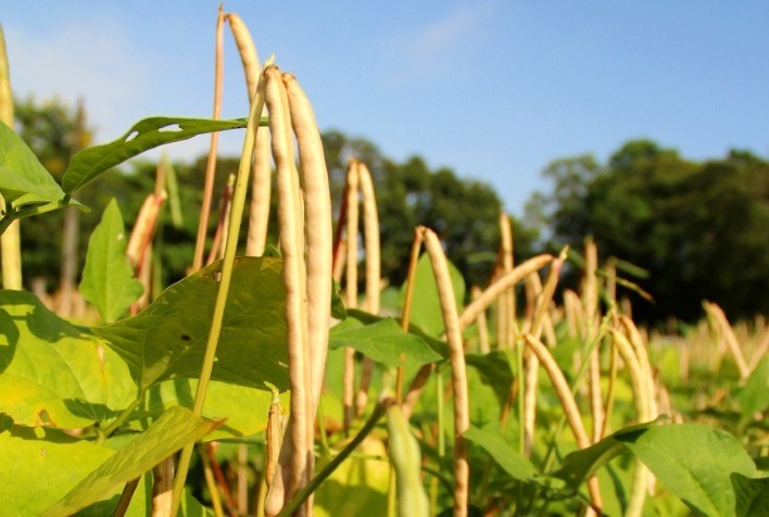 Avanço da Semeadura do Feijão-Caupi no Maranhão é Atingido por Desafios com Sementes