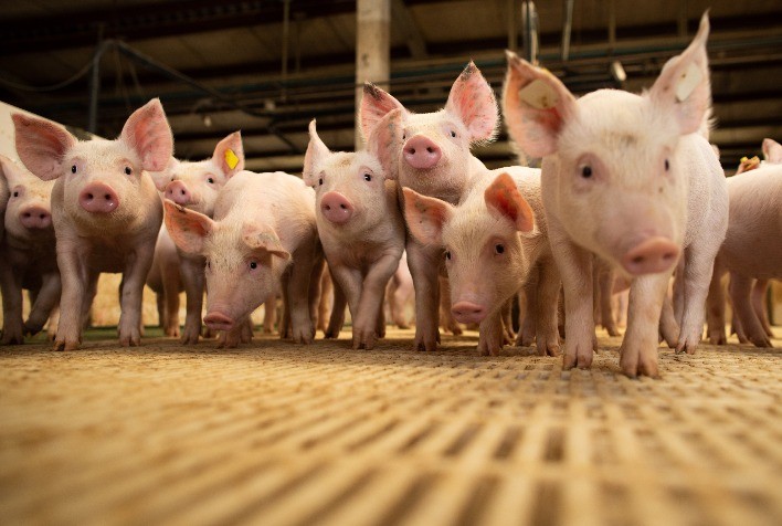 Pesquisa da Trouw Nutrition Revela Horários Ideais para Oferecer Ração aos Leitões