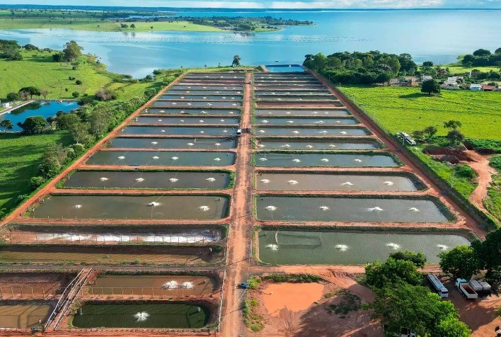 Brazilian Fish Expande Suas Exportações e Almeja a Liderança no Mercado Internacional de Pescados